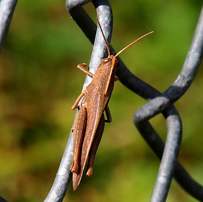 [Top-down view of an all-brown grasshopper with its two front sets of legs wrapped around metal fence wires. The wings extend beyond the end of its legs and body.]